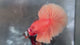 Live Male Betta Super Orange Solid color Over Halfmoon (TNK-A852) High quality what you see what you get!!