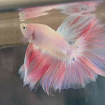 Live Male Betta Fancy Pink sweet tone colors Over Halfmoon (TNK-A39) High quality What you see What you get!!