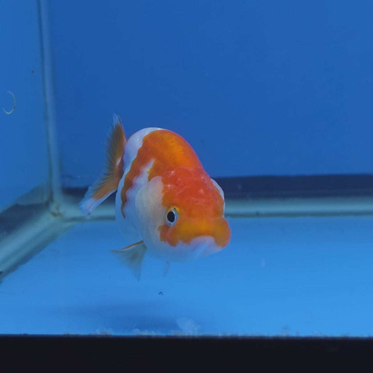 Thai Ranchu 2.50" Body Female (FEB-815)R2B05