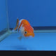 Thai Ranchu 2.50" Body Female (FEB-815)R2B05