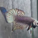 Live Male Betta Copper Alien Hybrid Wild Plakat (BID-167) High quality What you see What you get!!