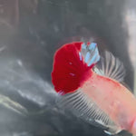 Live Male Betta Classic Koi Red tail marking Plakat (TNK-A692) High quality what you see what you get!!