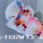 Live Male Betta Fancy Koi Dumbo big ear Plakat (Sky-1137)S301 High quality What you see What you get!!