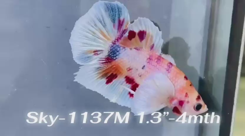 Live Male Betta Fancy Koi Dumbo big ear Plakat (Sky-1137)S301 High quality What you see What you get!!
