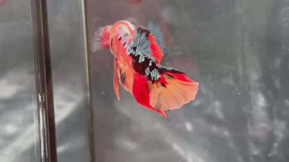 Live Male Betta Orange Copper Galaxy Nemo Plakat (TNK-A592) High quality What you see What you get!!