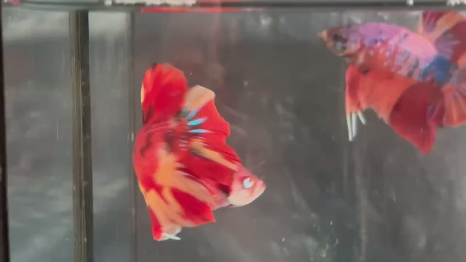 Live Male Betta Red Yellow Metallic Koi Giants Plakat (TNK-A561) S353 High quality What you see What you get!!