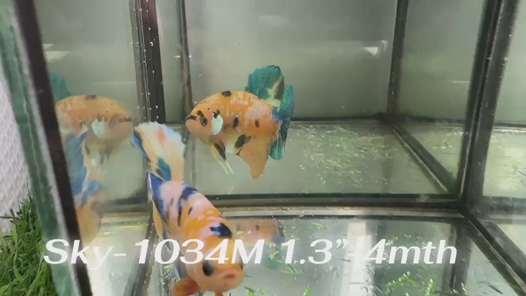 Live Male Betta Yellow Galaxy Koi Plakat (Sky-1034)S129 High quality what you see what you get!!