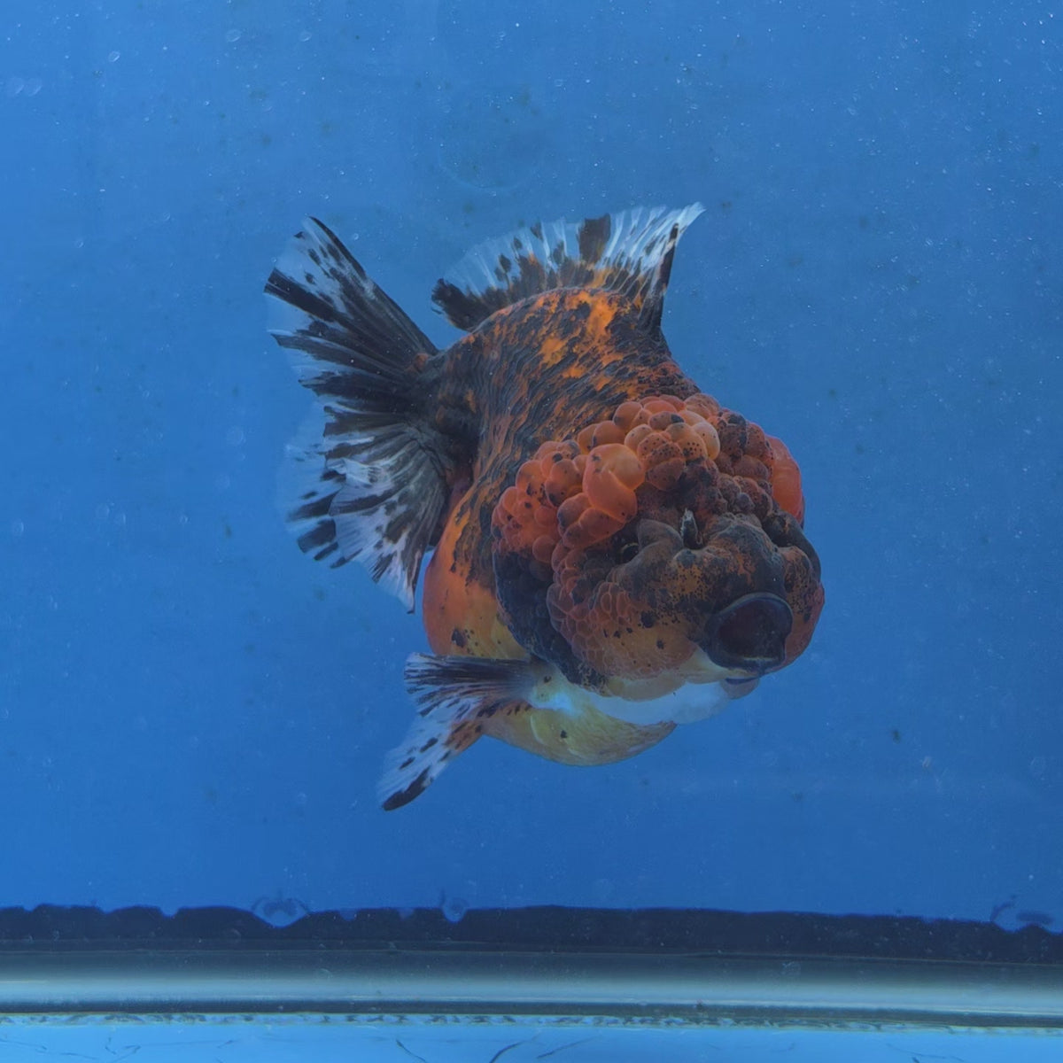 Thai Oranda Red Red Kirin Godzilla 4 inch Body Female (G-FEB-111)BlueTubB