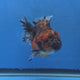 Thai Oranda Red Red Kirin Godzilla 4 inch Body Female (G-FEB-111)BlueTubB