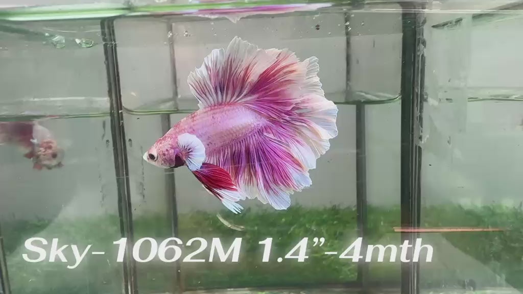 Live Male Betta Fancy Purple Pink Lavender Halfmoon Rosetail (Sky-1062)S184 High quality what you see what you get!!