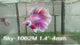 Live Male Betta Fancy Purple Pink Lavender Halfmoon Rosetail (Sky-1062)S184 High quality what you see what you get!!