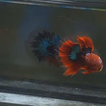 Live Male Betta Red Galaxy Koi Halfmoon (MKP-594) High quality what you see what you get!!