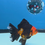 Thai Oranda Jumbo Breed Apache 3.5" Body Female (FEB-607)