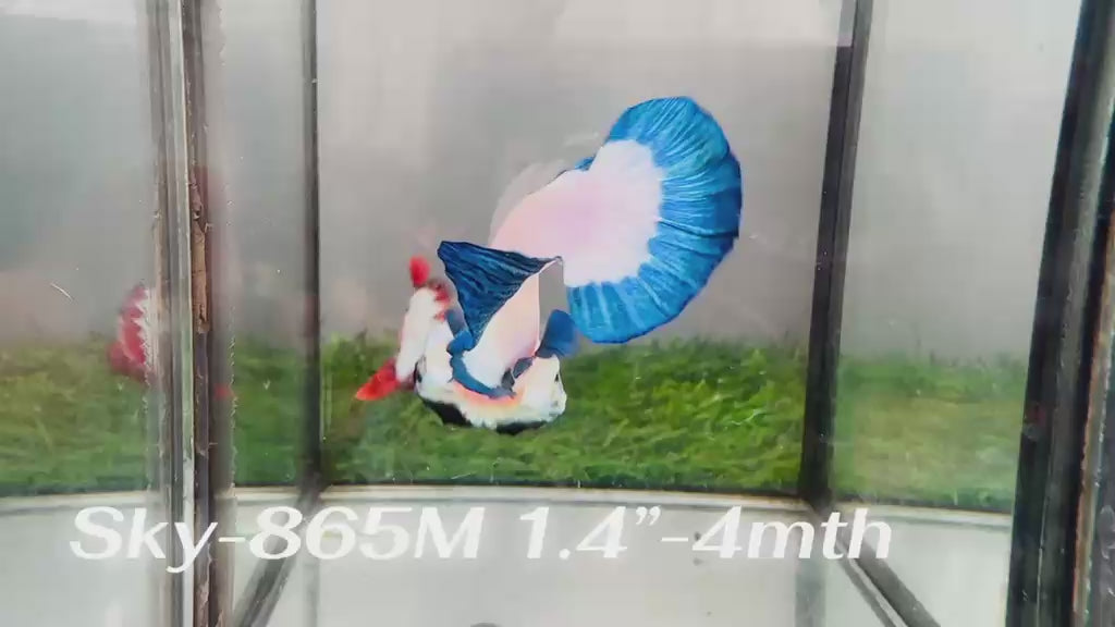 Live Male Betta Blue rim Marble Plakat (Sky-865)CUP High quality What you see What you get!!
