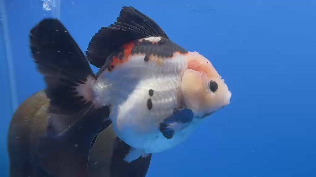 Thai Oranda Tricolor 4"inch Body Female (Tex-355) R1A7