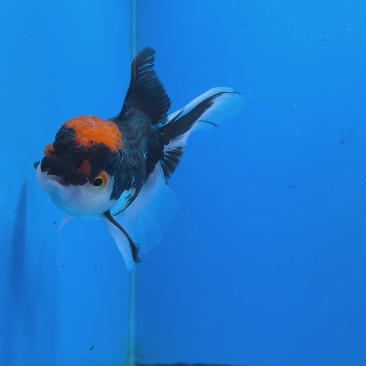 Thai Oranda Panda 3.00" Body Female (FEB-769)R2B07