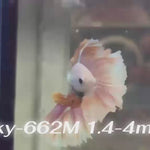 Live Male Betta Fancy Yellow Pastel colors Halfmoon Rosetail (Sky-662) High quality what you see what you get!!