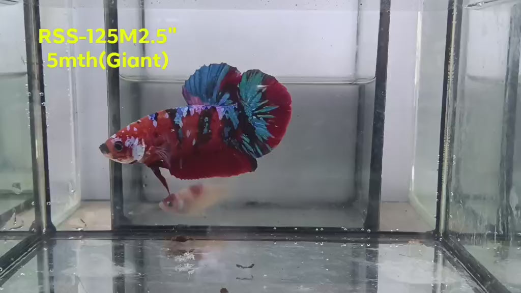 Live Male Betta Red Galaxy Koi Giants Plakat (RSS-125)XHigh quality what you see what you get!!