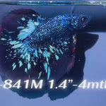 Live Male Betta Blackstar Avatar Halfmoon (Sky-841)S214✔️ High quality what you see what you get!!