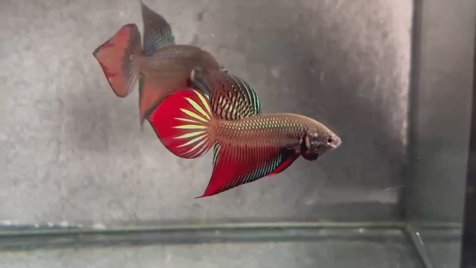 Live Male Betta Red Splendens Original Wild Plakat (BID-209) High quality What you see What you get!!