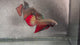 Live Male Betta Red Splendens Original Wild Plakat (BID-209) High quality What you see What you get!!