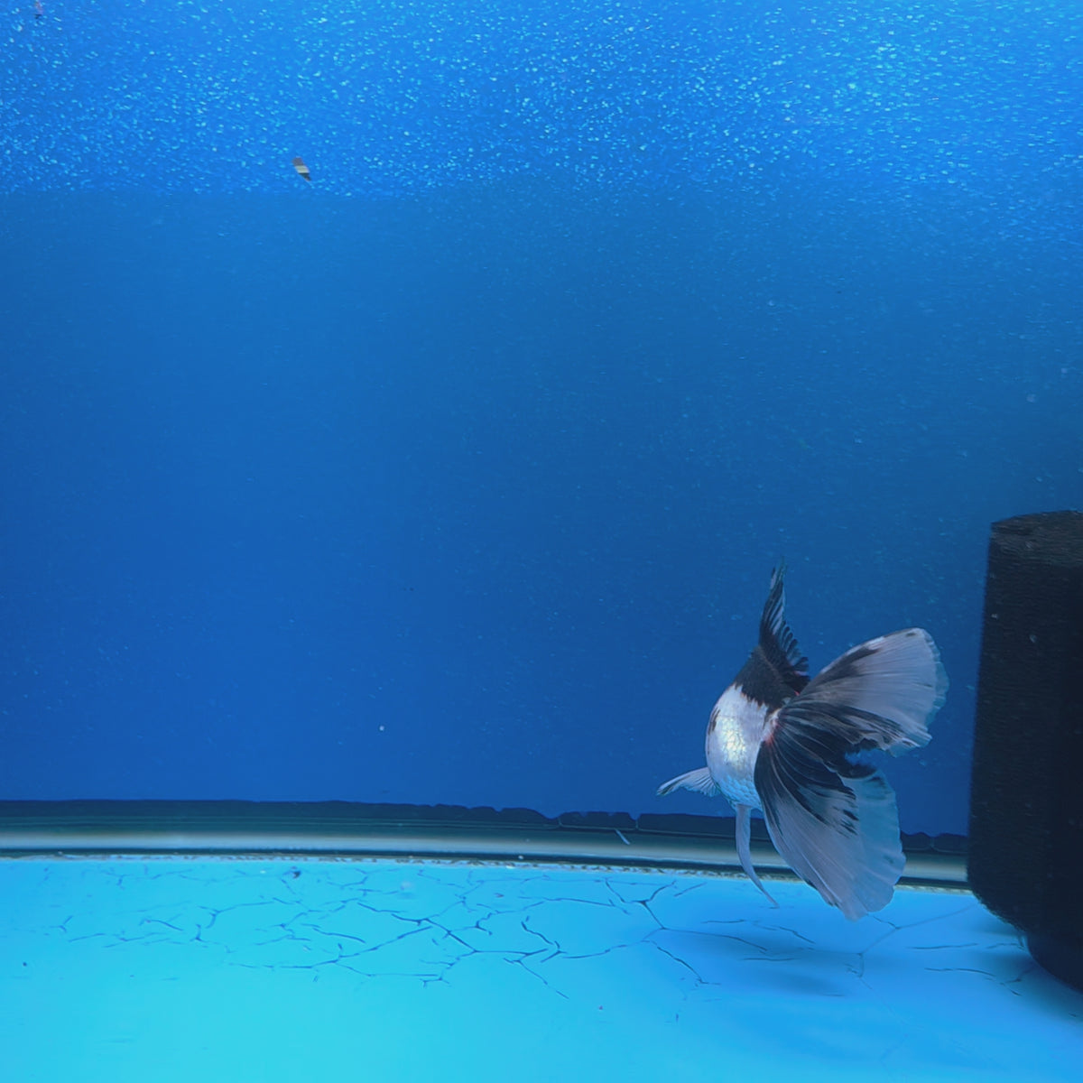 Thai Oranda Red Cap Panda 3.00" Body Female (FEB-784)R1B03