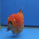 Thai Oranda Red Tiger Sakura Godzilla 5.5 inch Orchid Tail Body Female (G-FEB-106)BlueTubB