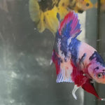 Live Male Betta Fancy Koi Giants Plakat (TNK-A637)S240 High quality what you see what you get!!