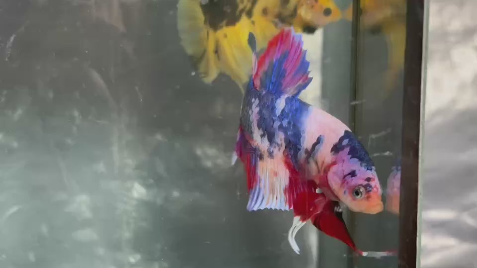 Live Male Betta Fancy Koi Giants Plakat (TNK-A637)S240 High quality what you see what you get!!