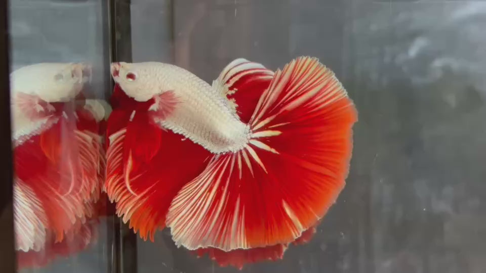 Live Male Betta Red Snow Dragon Over Halfmoon (TNK-A777) High quality What you see What you get!!