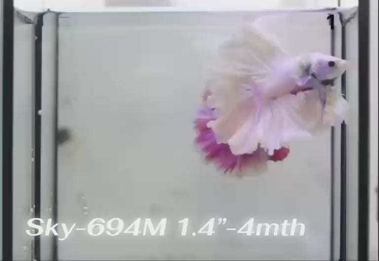 Live Male Betta Fancy Light Colors Halfmoon (Sky-694) High quality What you see What you get!!