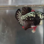 Live Male Betta Black Samurai Mamba Plakat (TNK-A210)S111 High quality What you see What you get!!
