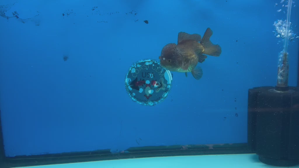 Thai Oranda Copper 3.5" Female(FEB-427)BLUETUBB