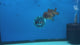 Thai Oranda Copper 3.5" Female(FEB-427)BLUETUBB