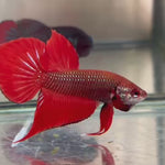 Live Male Betta Hybrid Red Splendens Wild Plakat (TNK-426) what you see what you get!!