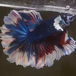 Live Male Betta Fancy marble Halfmoon rosetail (MKP-507) High quality what you see what you get!!