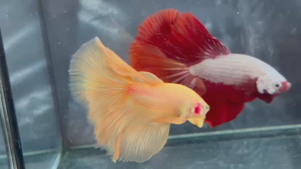 Live Male Betta Super Yellow Solid color Over Halfmoon (TNK-A796) High quality what you see what you get!!