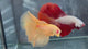 Live Male Betta Super Yellow Solid color Over Halfmoon (TNK-A796) High quality what you see what you get!!
