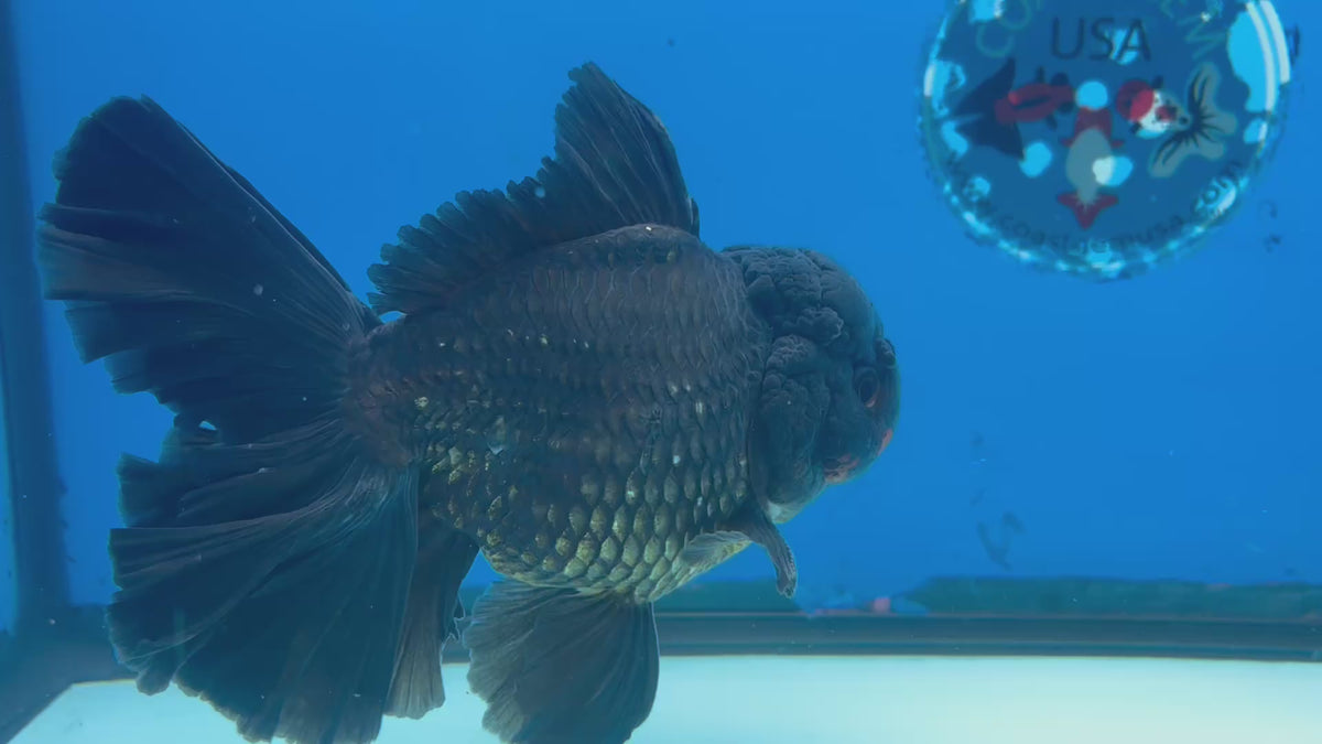 Thai Oranda Black Body Red Cap 4” Body Male(CK-1496)ShowTankB