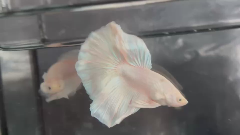 Live Male Betta Platinum White Solid color Halfmoon (TNK-A786) High quality What you see What you get!!