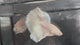 Live Male Betta Platinum White Solid color Halfmoon (TNK-A786) High quality What you see What you get!!