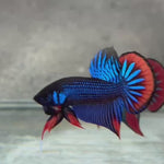 Live Male Betta Blue Red Imbellis Hybrid Wild Plakat (BID-183) High quality what you see what you get!!