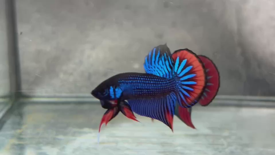 Live Male Betta Blue Red Imbellis Hybrid Wild Plakat (BID-183) S251 High quality what you see what you get!!