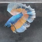 Live Male Betta Yellow blue mustard Gas Halfmoon (KM-100) what you see what you get!!