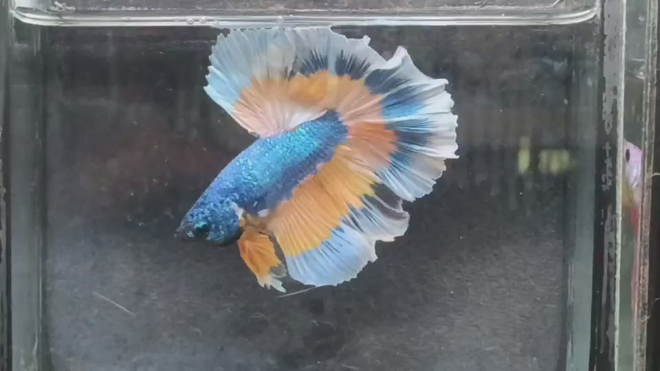 Live Male Betta Yellow blue mustard Gas Halfmoon (KM-100) what you see what you get!!
