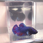 Live Betta Fish Blue Rainbow Tail Plakat Male (LLL-1012)What you see is what you get!