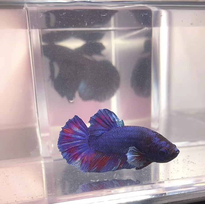 Live Betta Fish Blue Rainbow Tail Plakat Male (LLL-1012)What you see is what you get!
