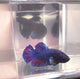 Live Betta Fish Blue Rainbow Tail Plakat Male (LLL-1012)What you see is what you get!