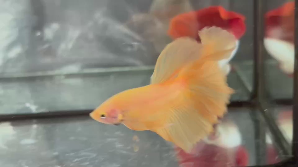 Live Male Betta Super Yellow Solid color Over Halfmoon (TNK-A795) High quality what you see what you get!!