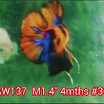 H Live Male Betta Classic Nemo Koi Plakat (NAW-137) What you see What you get!